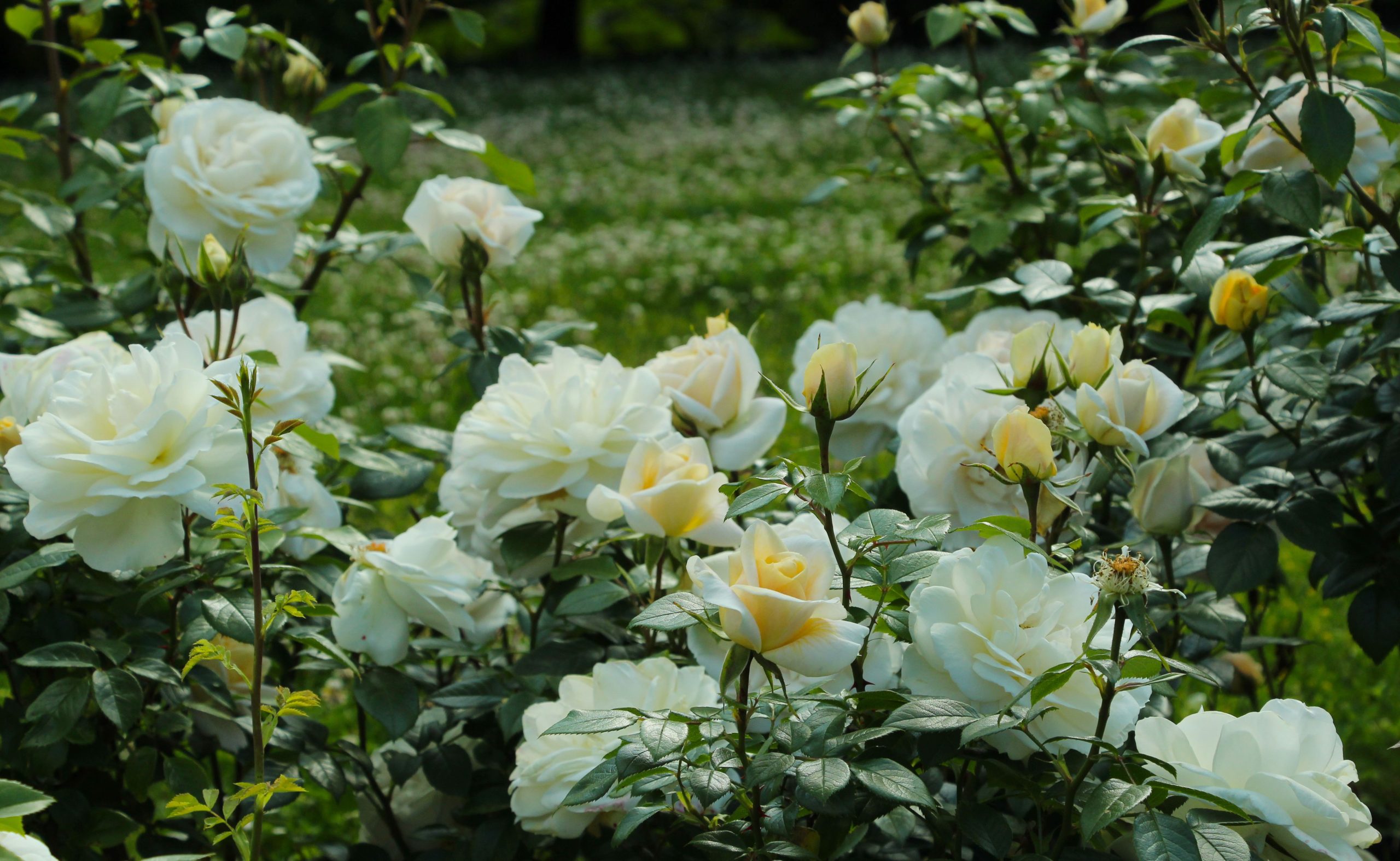 A vibrant display of white roses in a lush outdoor garden setting.