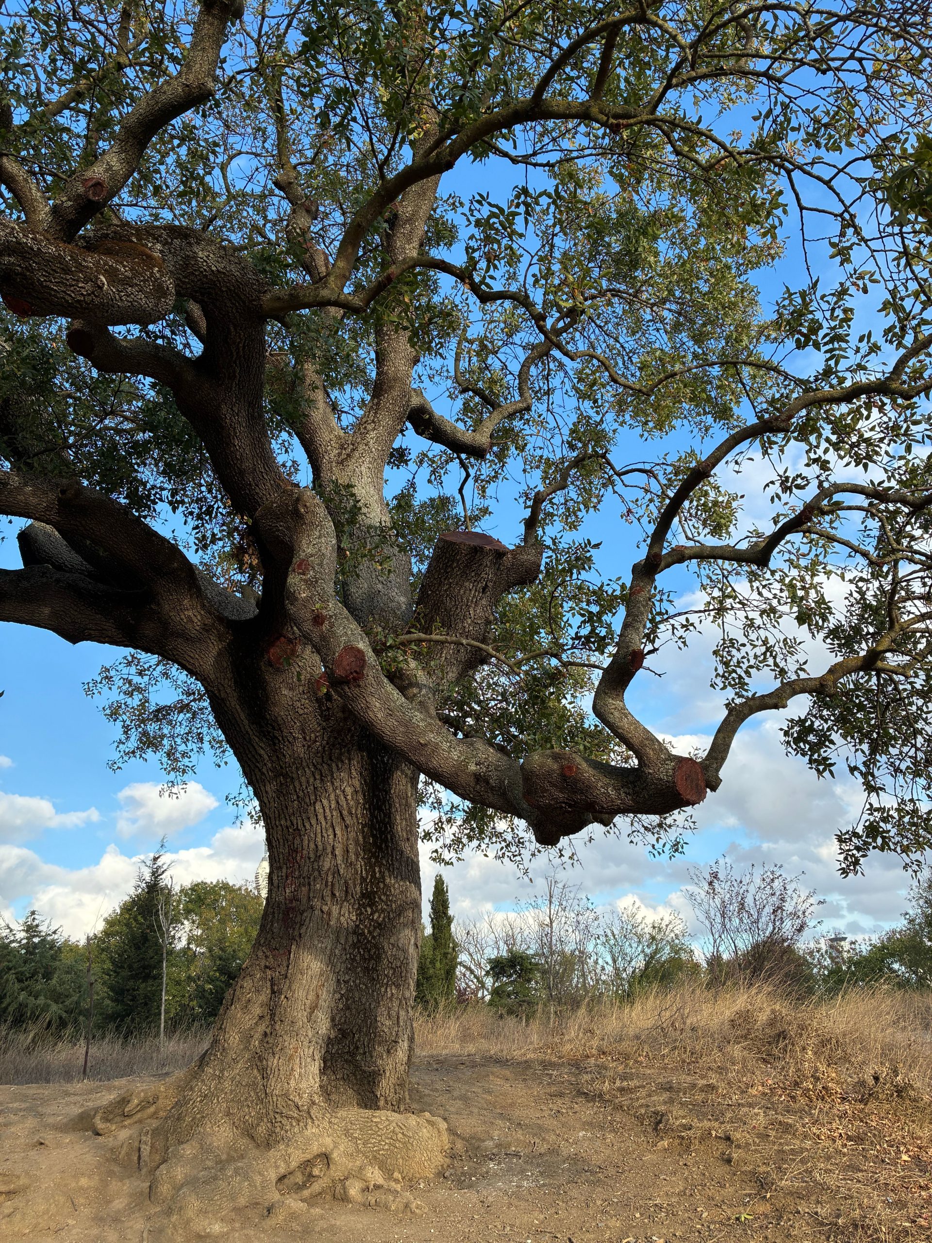 A sprawling oak tree stands in a sunlit landscape under blue skies.